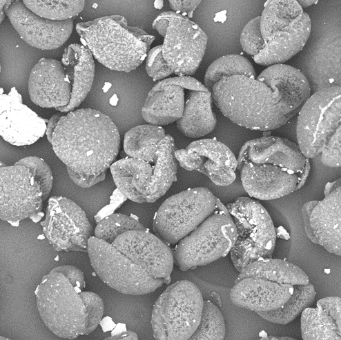 Control de calidad por microscopía en alimentos Control de calidad por microscopía en alimentos