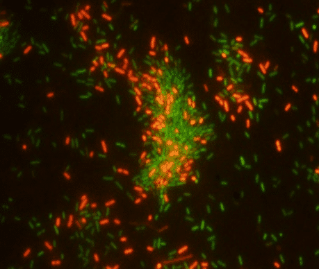 MICROSCOPY FOR BIOLOGICAL SAMPLES