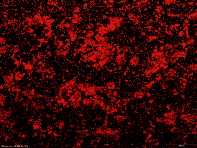 Accelerated biofilm generation and life tests Accelerated biofilm generation and life tests