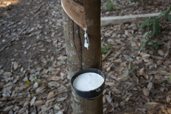 Elastómeros: qué son, tipos y aplicaciones arbol de caucho