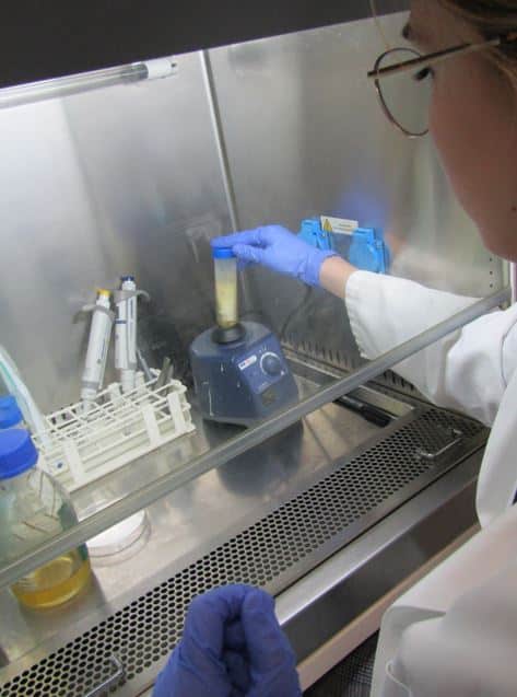 Researcher performing microbiological laboratory tests to validate ozone disinfection systems