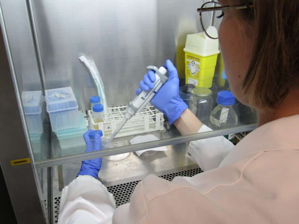 Scientist performing microbiological analysis in laboratory to evaluate disinfection effectiveness in samples