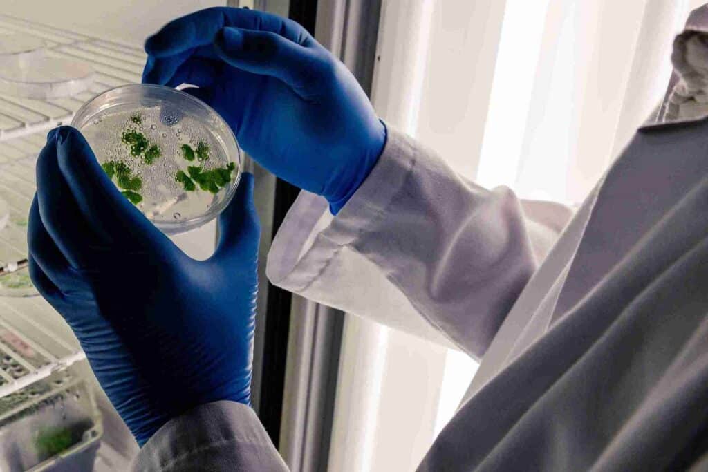 Revalorización de subproductos de borraja a través de la extracción de polifenoles Análisis de laboratorio para la revalorización de subproductos de borraja mediante cuantificación de polifenoles
