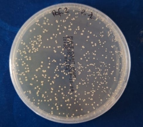 Petri dish with bacterial colonies used to evaluate ozone disinfection effectiveness.