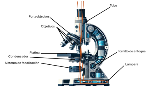 Optical Microscope Optical Microscope