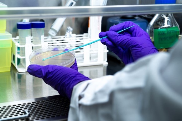 Investigador realizando siembra microbiológica en placa de Petri para evaluar la eficacia antimicrobiana de materiales en laboratorio