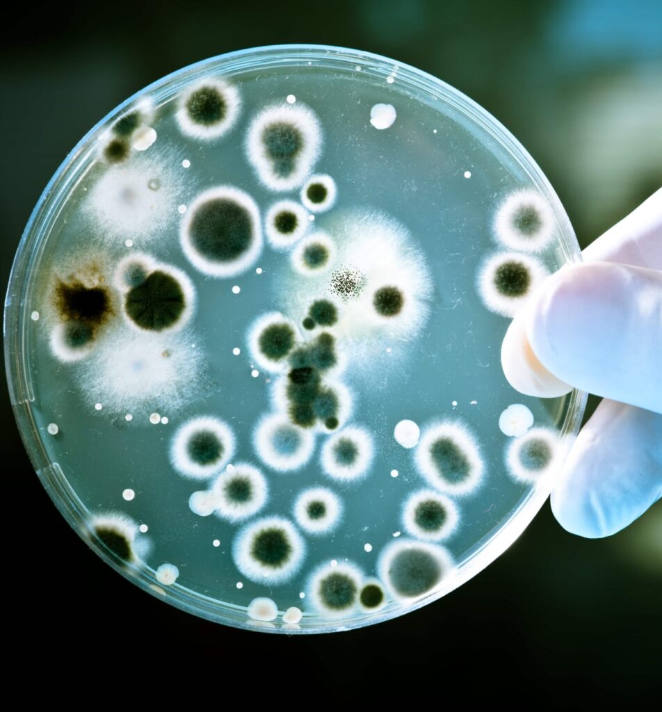 Ensayos de microbiología, eficacia antimicrobiana y biofilm Ensayos de microbiología, eficacia antimicrobiana y biofilm