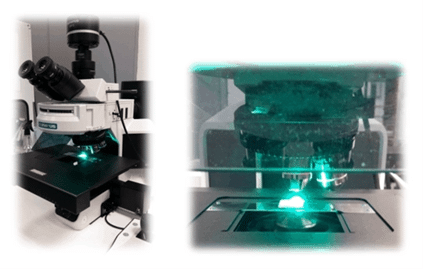 MICROSCOPY FOR BIOLOGICAL SAMPLES