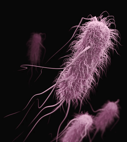 MICROSCOPY FOR BIOLOGICAL SAMPLES