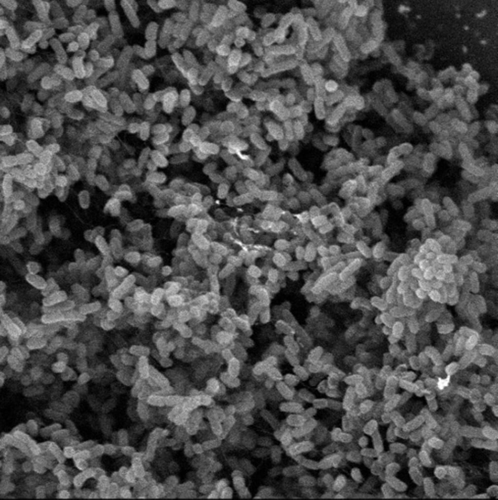 MICROSCOPY FOR BIOLOGICAL SAMPLES MICROSCOPY FOR BIOLOGICAL SAMPLES